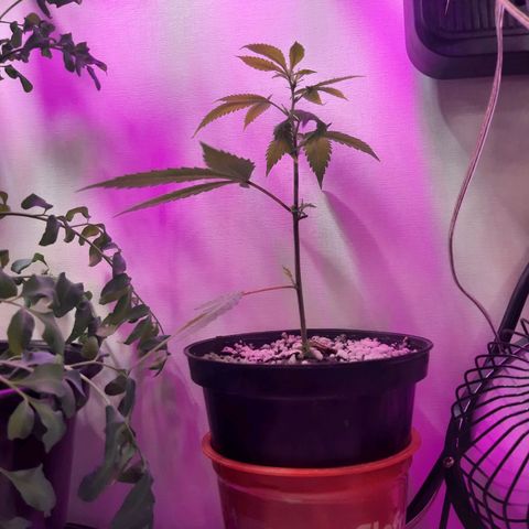 Linda Ariane Kush growlog timeline photo