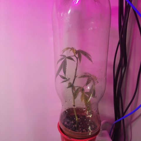 Linda Ariane Kush growlog timeline photo