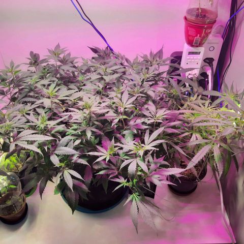 CBD growlog timeline photo