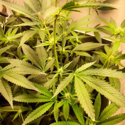 Linda Ariane Kush growlog timeline photo