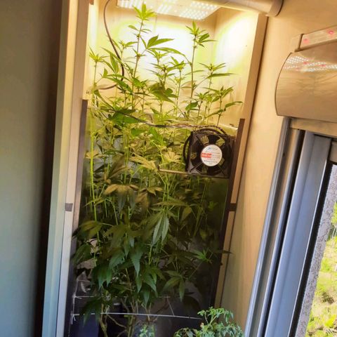 Linda Ariane Kush growlog timeline photo