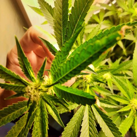 Linda Ariane Kush growlog timeline photo