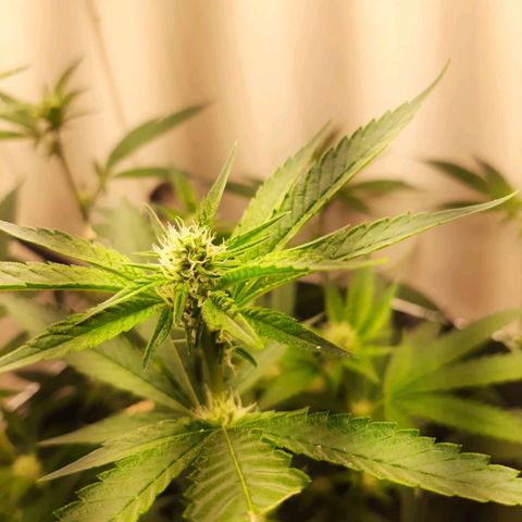 Linda Ariane Kush growlog timeline photo