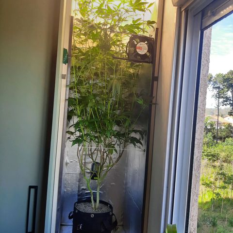 Linda Ariane Kush growlog timeline photo