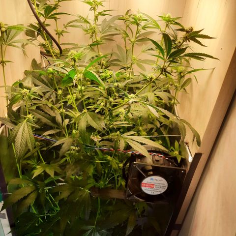 Linda Ariane Kush growlog timeline photo