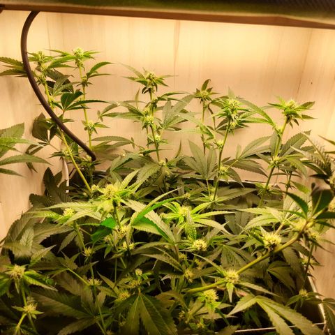 Linda Ariane Kush growlog timeline photo