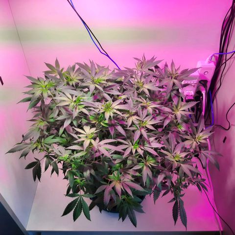 CBD growlog timeline photo