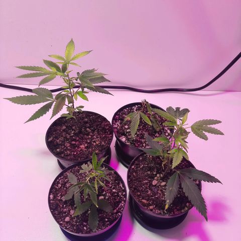 Linda Ariane Kush growlog timeline photo