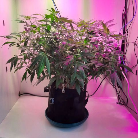 CBD growlog timeline photo