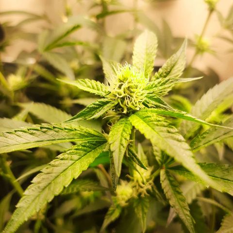 Linda Ariane Kush growlog timeline photo