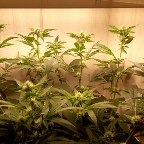 Linda Ariane Kush growlog timeline photo