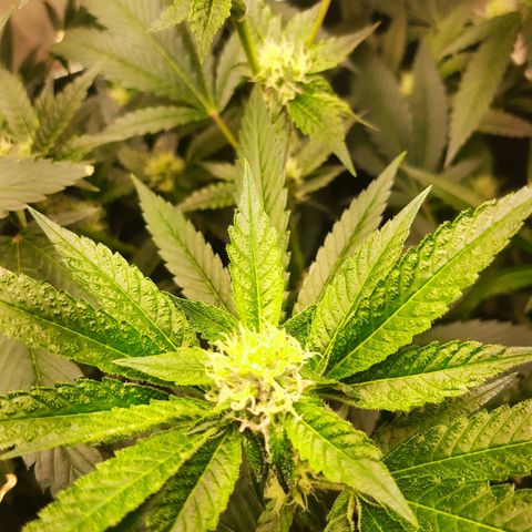 Linda Ariane Kush growlog timeline photo