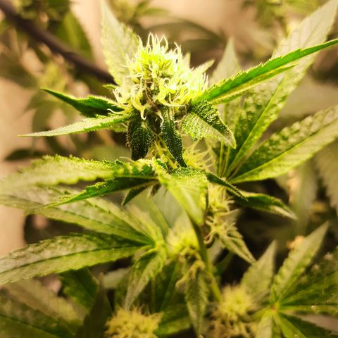 Linda Ariane Kush growlog timeline photo