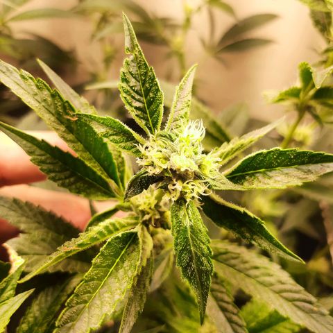 Linda Ariane Kush growlog timeline photo