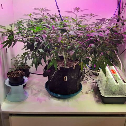 CBD growlog timeline photo
