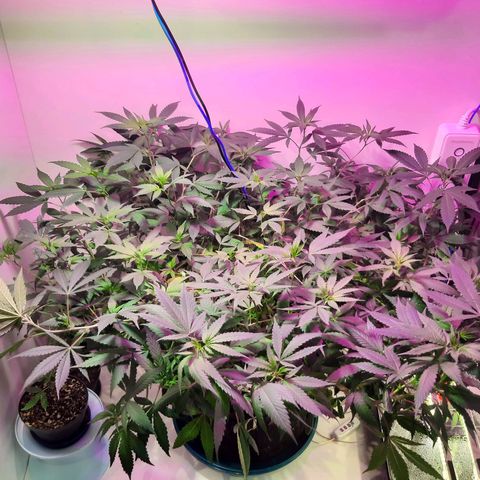 CBD growlog timeline photo