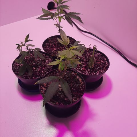 Linda Ariane Kush growlog timeline photo