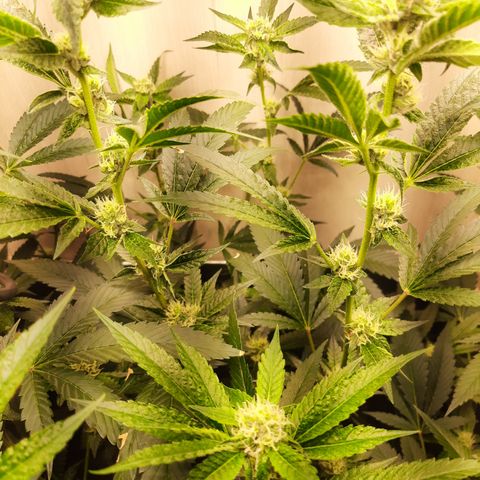 Linda Ariane Kush growlog timeline photo