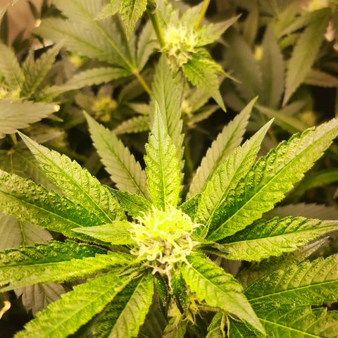 Linda Ariane Kush growlog timeline photo