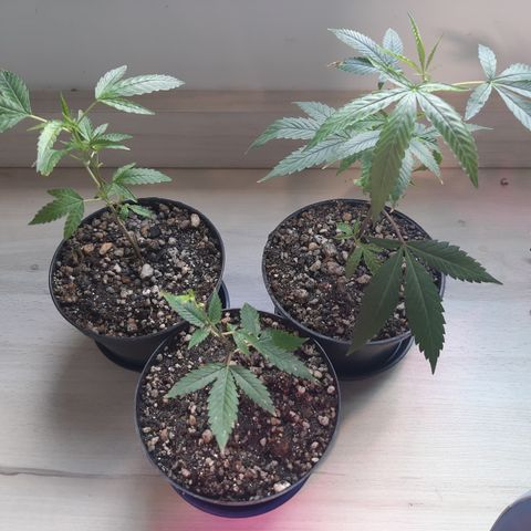 Linda Ariane Kush growlog timeline photo