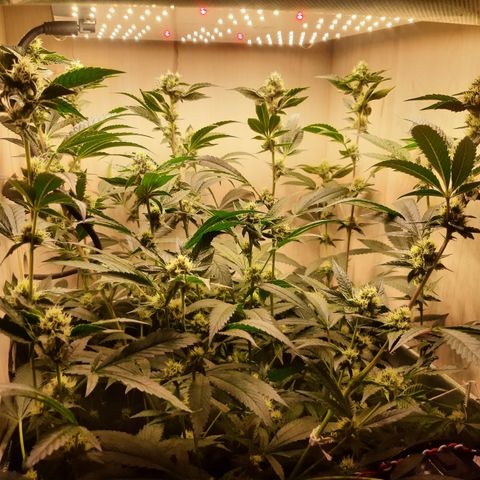 Linda Ariane Kush growlog timeline photo