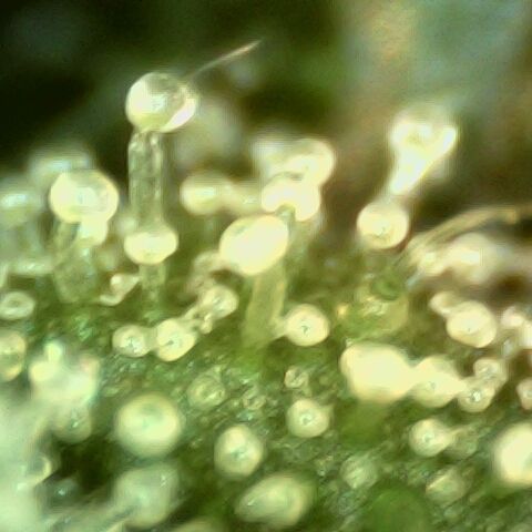 Linda Ariane Kush growlog timeline photo