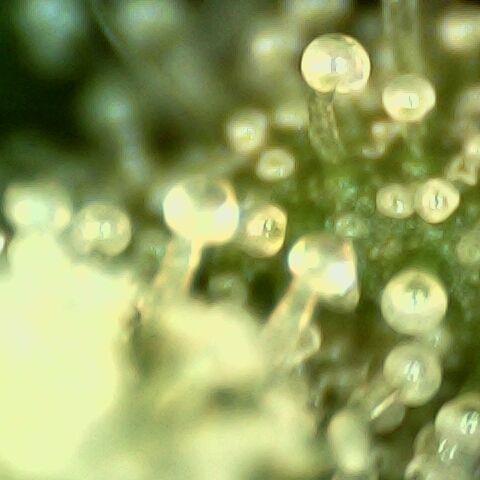 Linda Ariane Kush growlog timeline photo