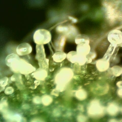Linda Ariane Kush growlog timeline photo