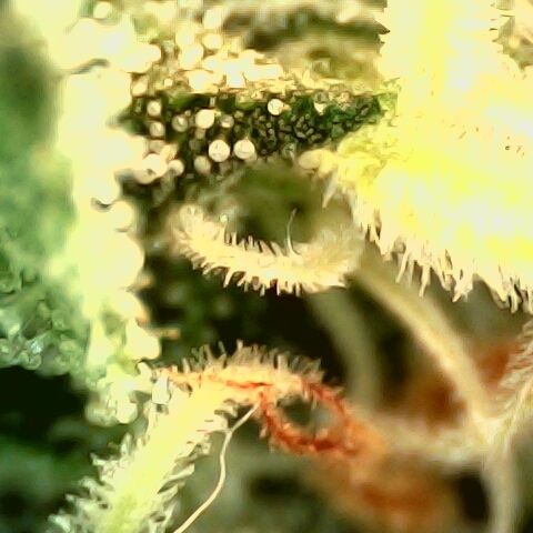 Linda Ariane Kush growlog timeline photo
