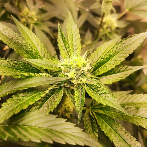 Linda Ariane Kush growlog timeline photo