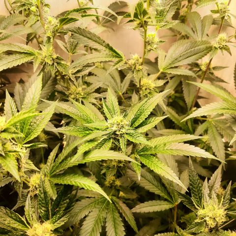 Linda Ariane Kush growlog timeline photo
