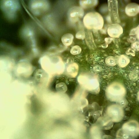 Linda Ariane Kush growlog timeline photo
