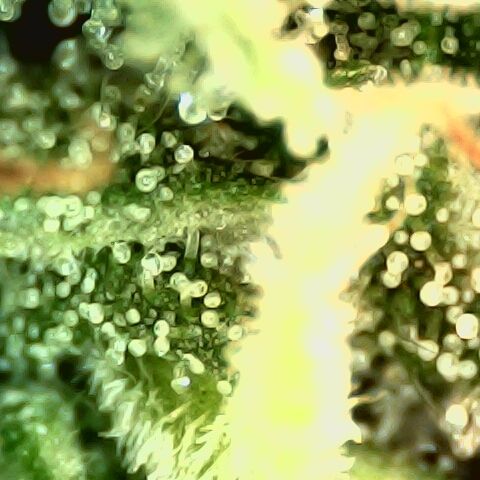 Linda Ariane Kush growlog timeline photo