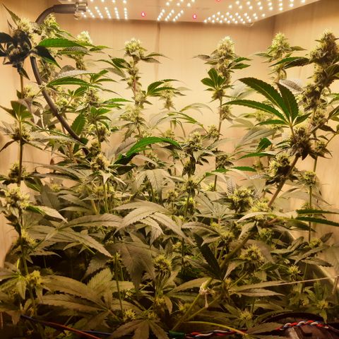 Linda Ariane Kush growlog timeline photo