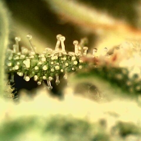 Linda Ariane Kush growlog timeline photo