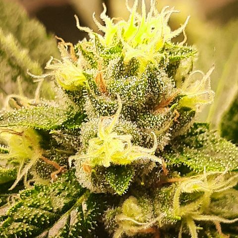 Linda Ariane Kush growlog timeline photo
