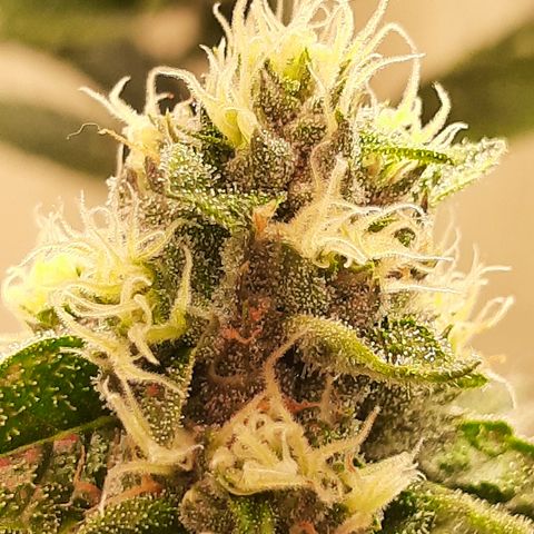 Linda Ariane Kush growlog timeline photo