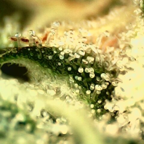 Linda Ariane Kush growlog timeline photo