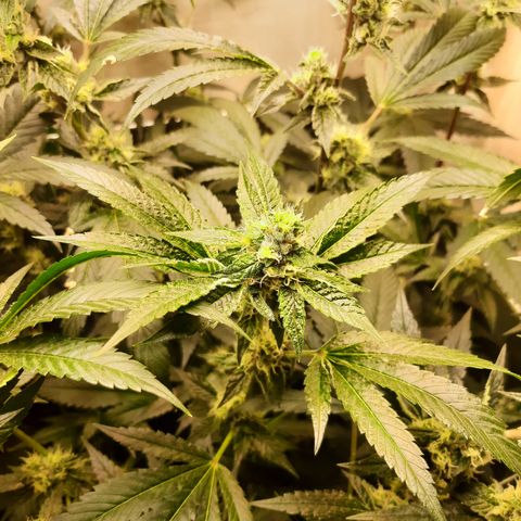 Linda Ariane Kush growlog timeline photo