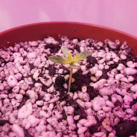 Colômbian Jack growlog timeline photo