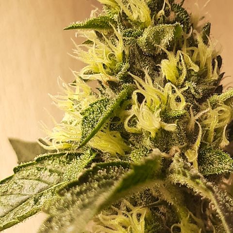 Linda Ariane Kush growlog timeline photo