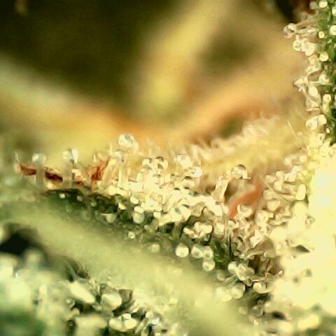 Linda Ariane Kush growlog timeline photo
