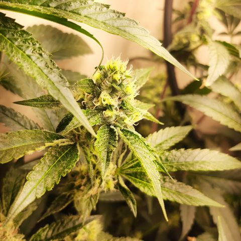 Linda Ariane Kush growlog timeline photo