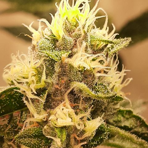 Linda Ariane Kush growlog timeline photo