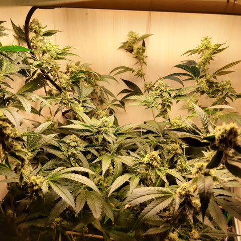 Linda Ariane Kush growlog timeline photo