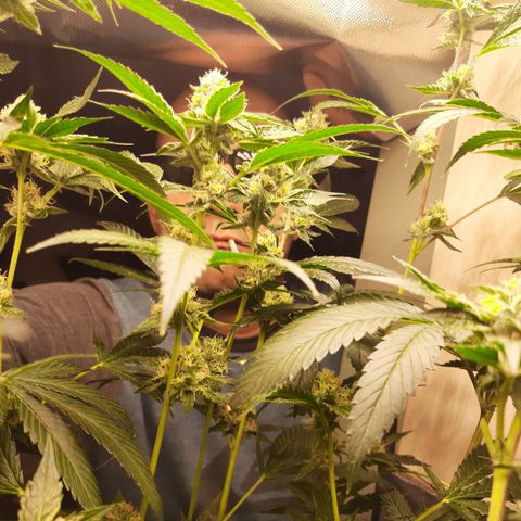 Linda Ariane Kush growlog timeline photo