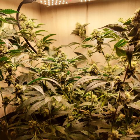 Linda Ariane Kush growlog timeline photo