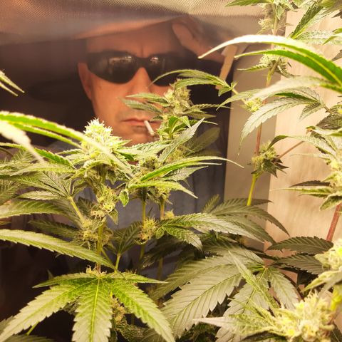 Linda Ariane Kush growlog timeline photo