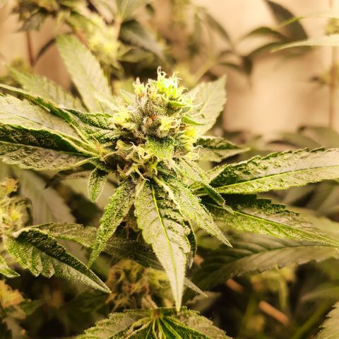 Linda Ariane Kush growlog timeline photo