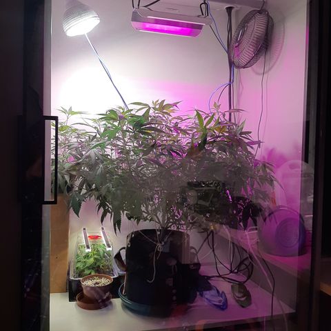 CBD growlog timeline photo